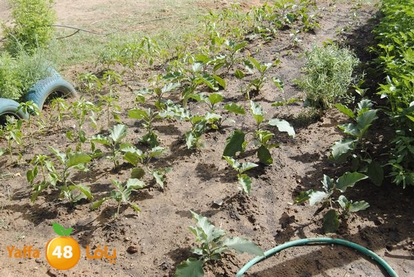 sooqelzahra2lud602 (18).JPG